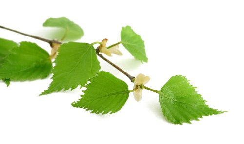 Dr. Pavel - Vese Herbal Tea, 40 filter