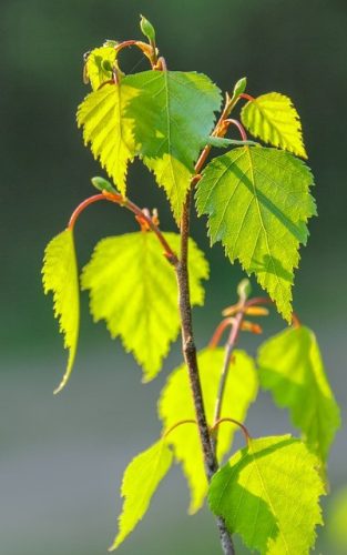 Drapal - Bio Nyírfa Préslé, 200ml