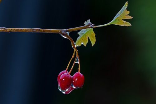 Drapal - Bio Galagonya Préslé, 200ml