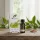 Dr. Organic - Bio Teafaolaj