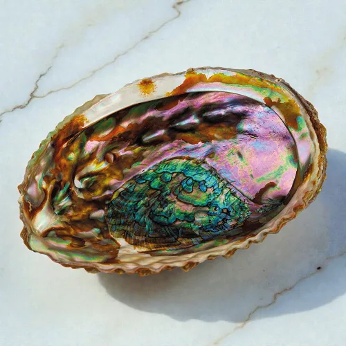 Croll&Denecke seashell bowl